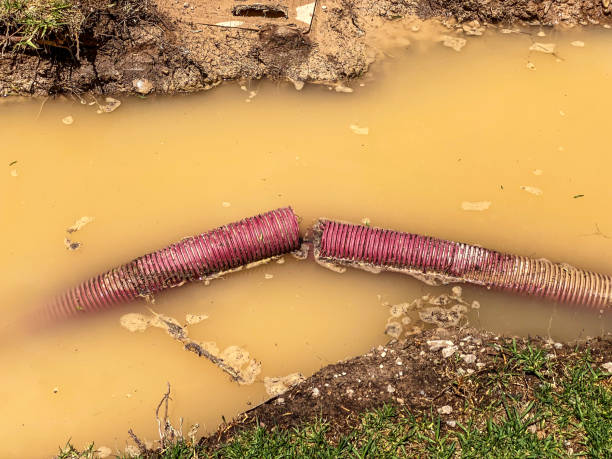 Best Carpet water damage restoration  in Belle Glade, FL